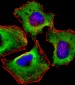 ZAP70 Antibody